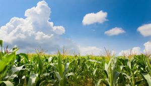 Dopłaty do kukurydzy - wnioski do 29 lutego